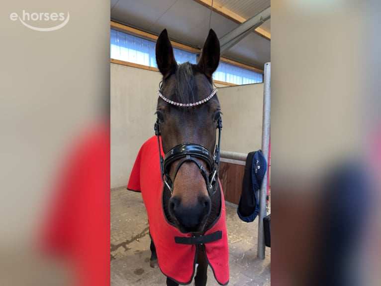 German Riding Pony Mare 4 years 14.1 hh Bay-Dark in Warendorf