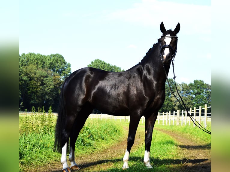 German Riding Pony Mare 4 years 14,1 hh Black in Freren