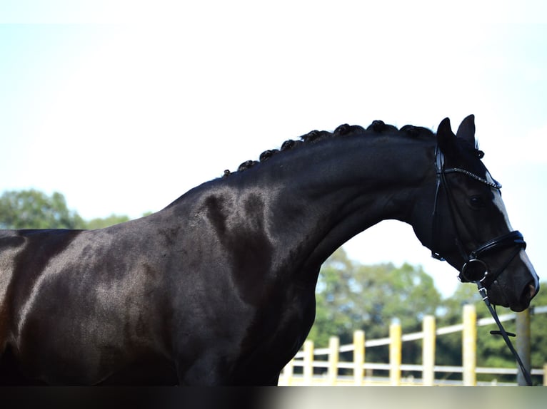 German Riding Pony Mare 4 years 14,1 hh Black in Freren