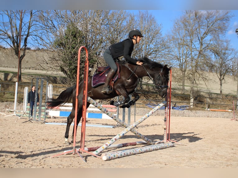German Riding Pony Mare 4 years 14,1 hh Black in Barcelona