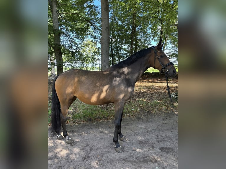 German Riding Pony Mare 4 years 14.1 hh Brown in Walsrode