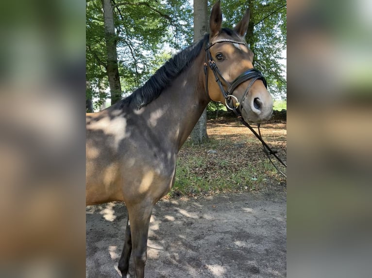 German Riding Pony Mare 4 years 14.1 hh Brown in Walsrode