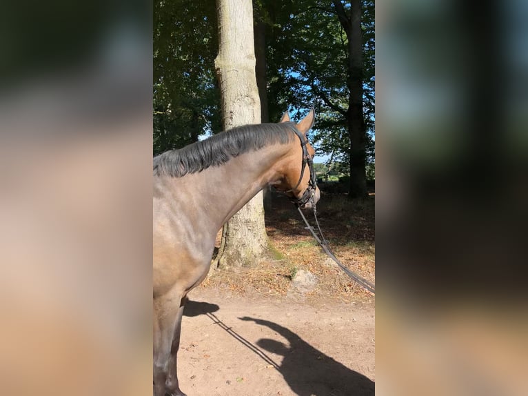 German Riding Pony Mare 4 years 14.1 hh Brown in Walsrode