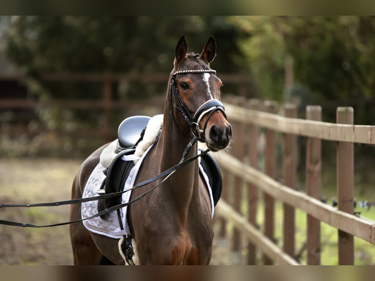 German Riding Pony Mare 4 years 14.1 hh Brown in Lünen