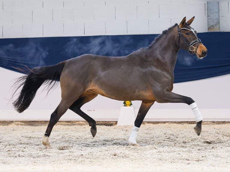 German Riding Pony Mare 4 years 14,1 hh Brown in Marsberg