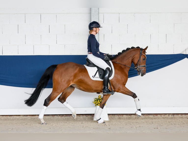 German Riding Pony Mare 4 years 14.1 hh Brown in Marsberg