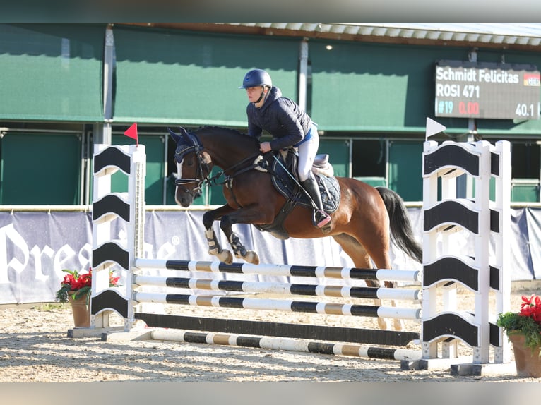 German Riding Pony Mare 4 years 14,1 hh Brown in Allershausen