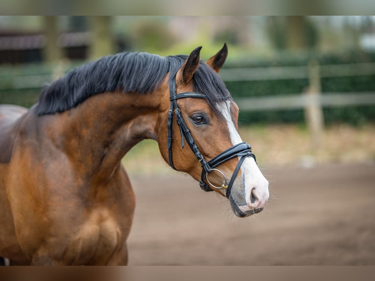 German Riding Pony Mare 4 years 14.1 hh Brown in Bösel
