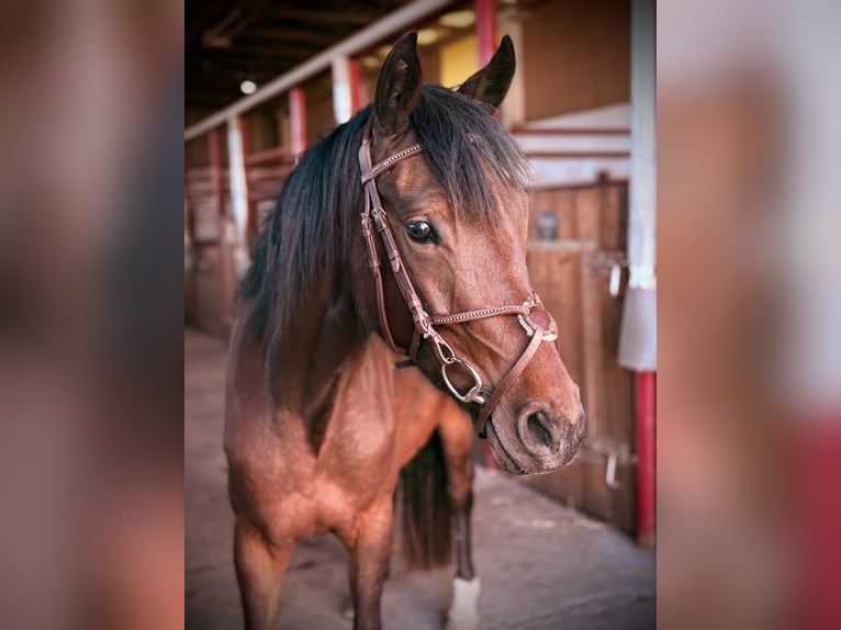 German Riding Pony Mare 4 years 14.1 hh Brown in Uhlstädt-Kirchhasel