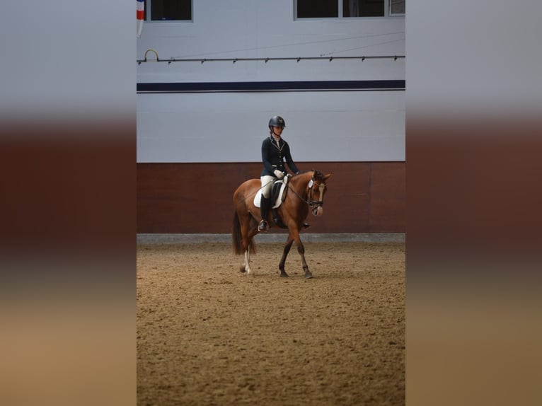 German Riding Pony Mare 4 years 14.1 hh Brown in Stakendorf