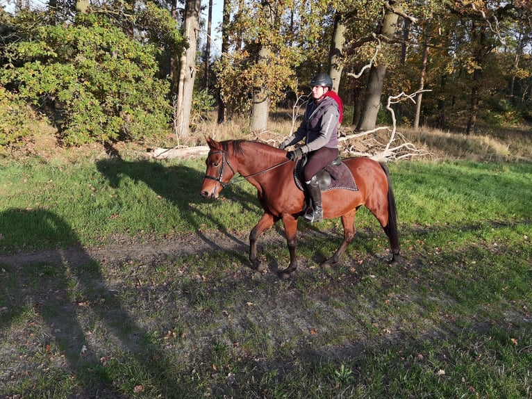 German Riding Pony Mare 4 years 14,1 hh Brown in Bismark (Altmark)