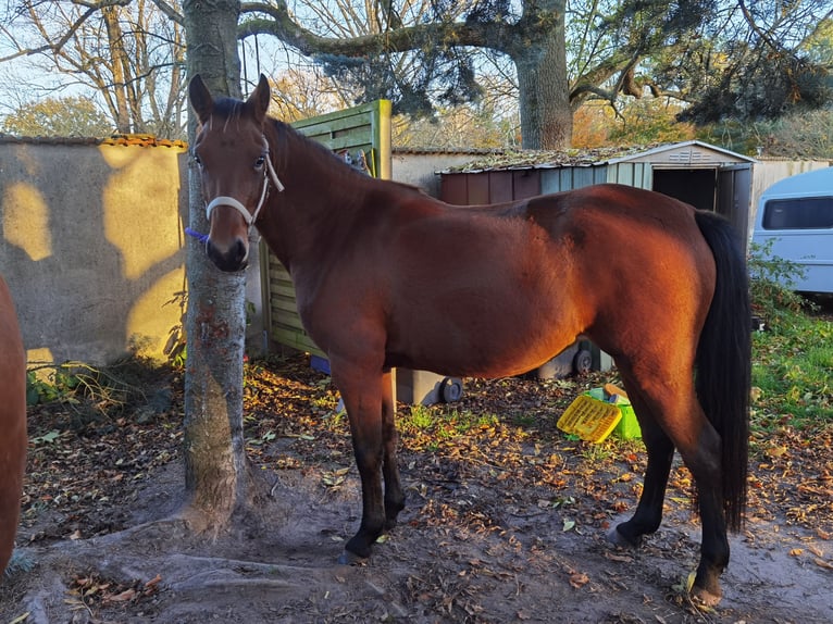 German Riding Pony Mare 4 years 14,1 hh Brown in Bismark (Altmark)