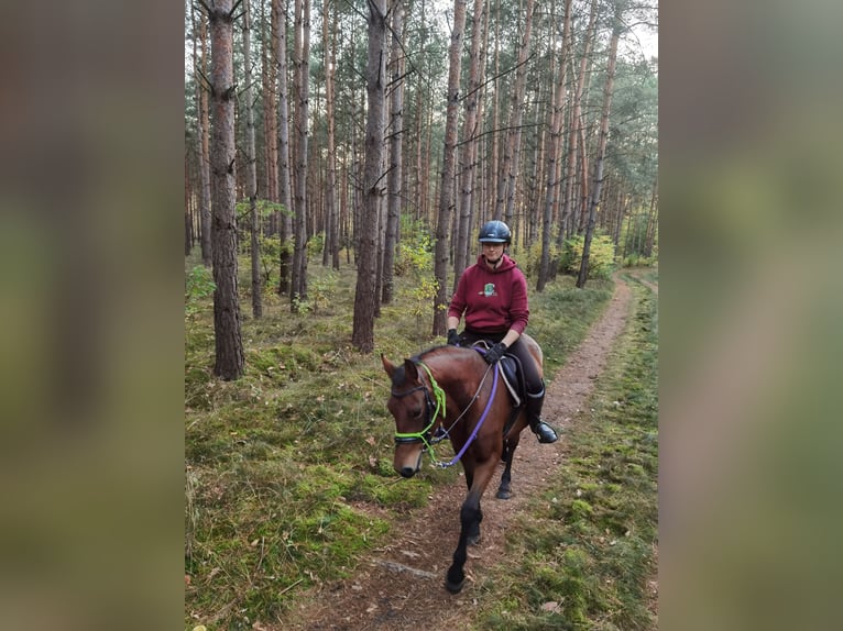 German Riding Pony Mare 4 years 14,1 hh Brown in Bismark (Altmark)