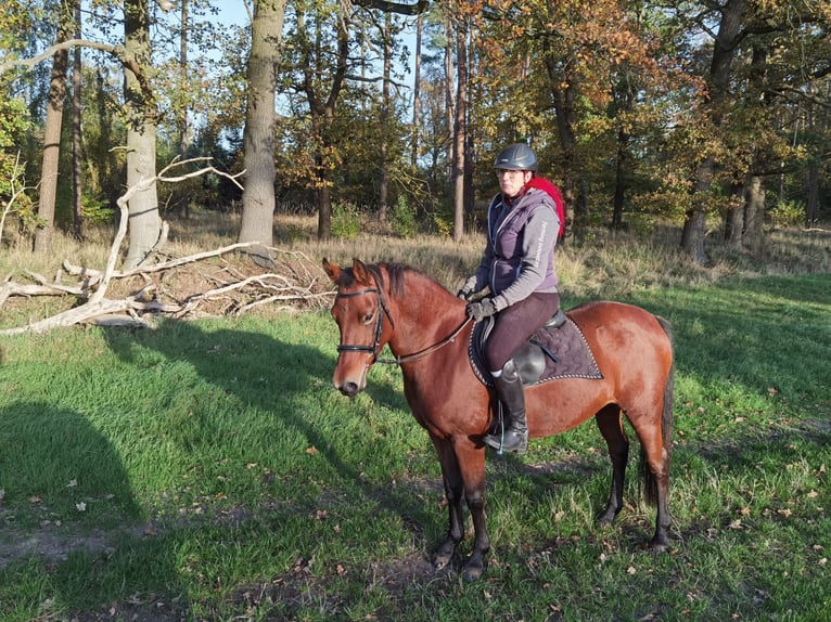 German Riding Pony Mare 4 years 14,1 hh Brown in Bismark (Altmark)