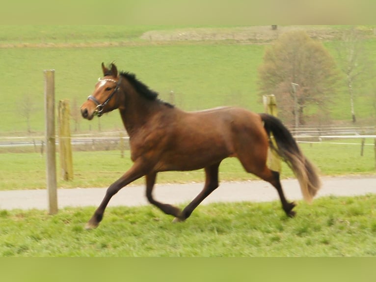 German Riding Pony Mare 4 years 14,1 hh Brown in Wenden