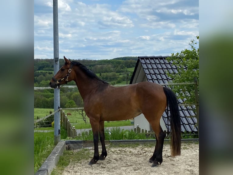 German Riding Pony Mare 4 years 14,1 hh Brown in Wenden