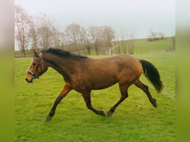 German Riding Pony Mare 4 years 14,1 hh Brown in Wenden