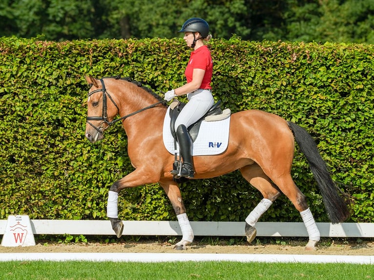 German Riding Pony Mare 4 years 14,1 hh Brown Falb mold in Münster