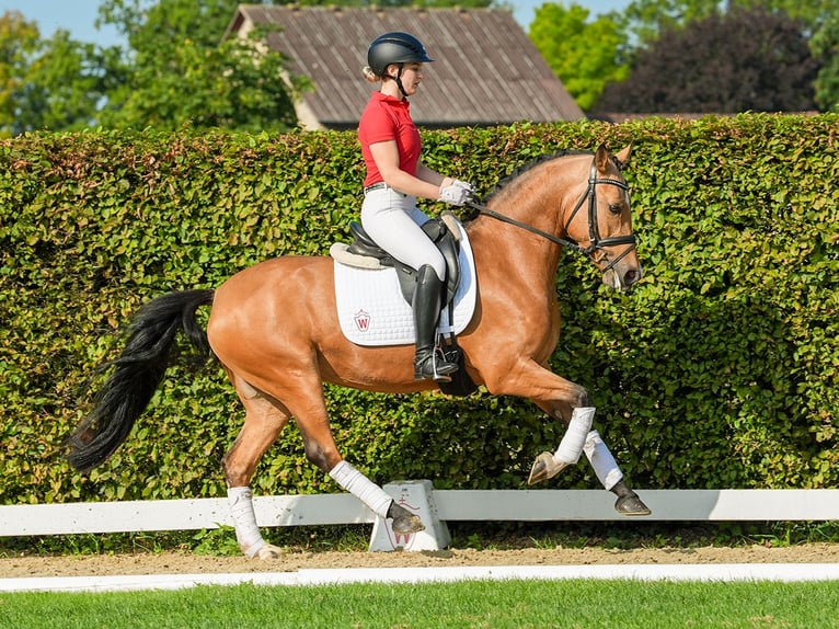 German Riding Pony Mare 4 years 14,1 hh Brown Falb mold in Münster