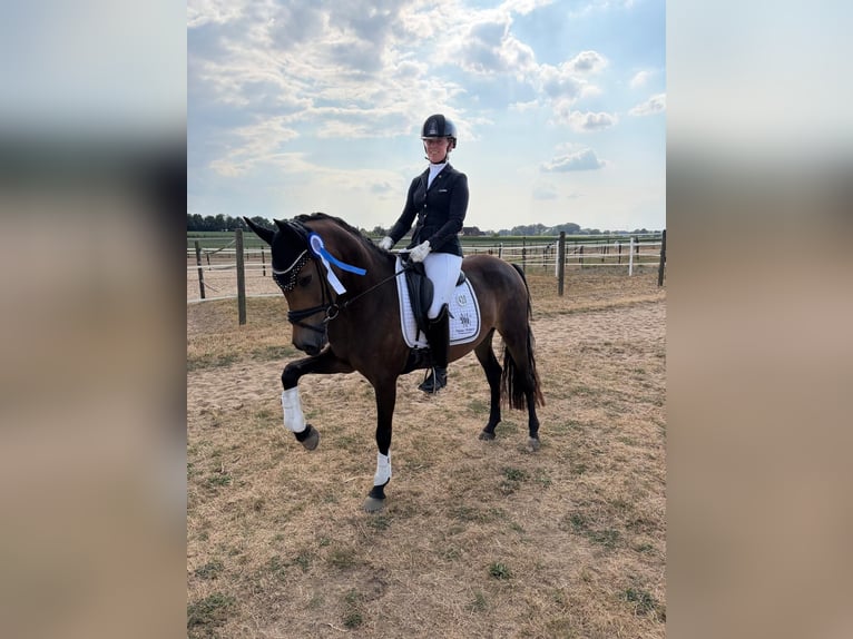 German Riding Pony Mare 4 years 14.1 hh Buckskin in Xanten