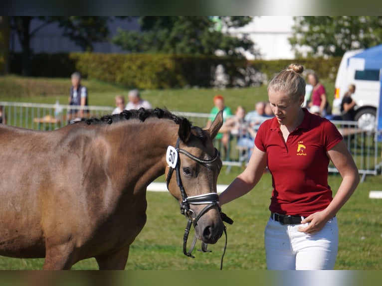 German Riding Pony Mare 4 years 14,1 hh Buckskin in Treuenbrietzen