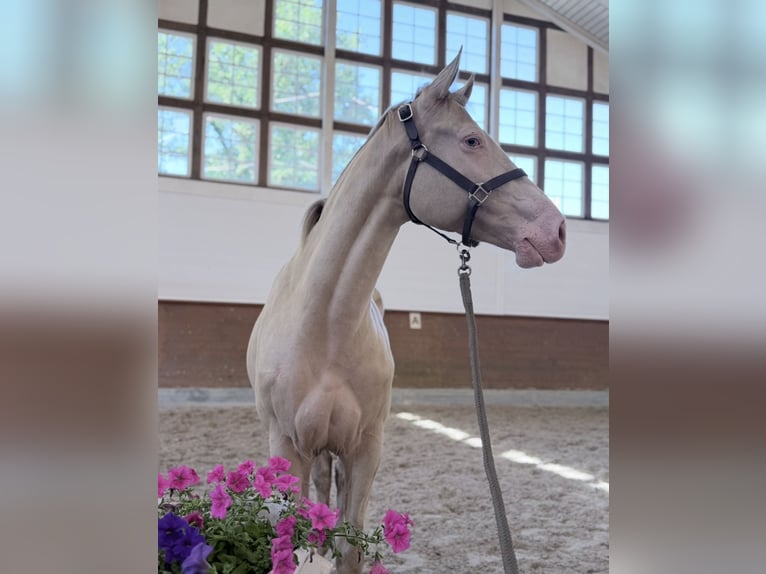 German Riding Pony Mare 4 years 14.1 hh Champagne in Kirchlinteln