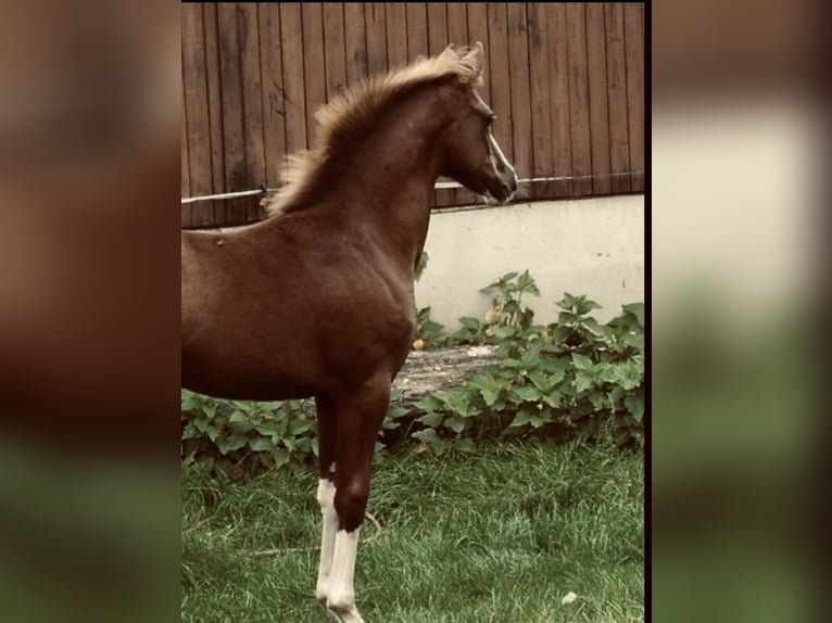 German Riding Pony Mare 4 years 14,1 hh Chestnut in Mülheim an der Ruhr