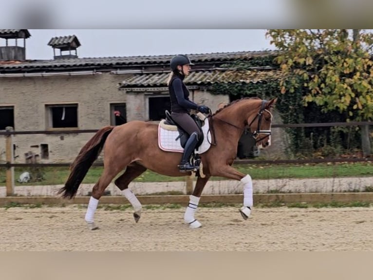 German Riding Pony Mare 4 years 14,1 hh Chestnut-Red in Klötze ot Neuendorf