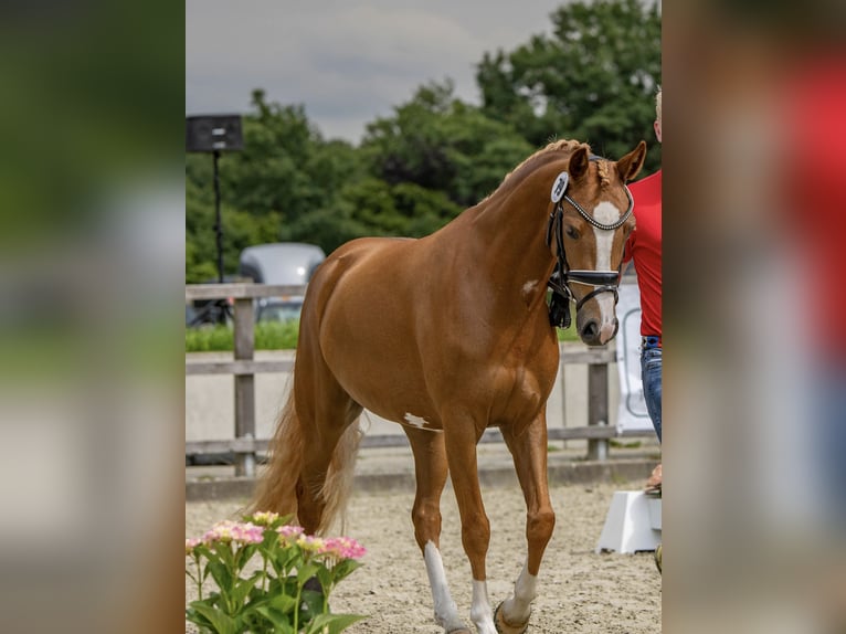 German Riding Pony Mare 4 years 14,1 hh Chestnut-Red in Steinfeld (Oldenburg)