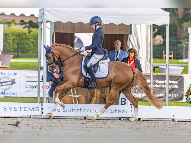 German Riding Pony Mare 4 years 14,1 hh Chestnut-Red in Steinfeld (Oldenburg)