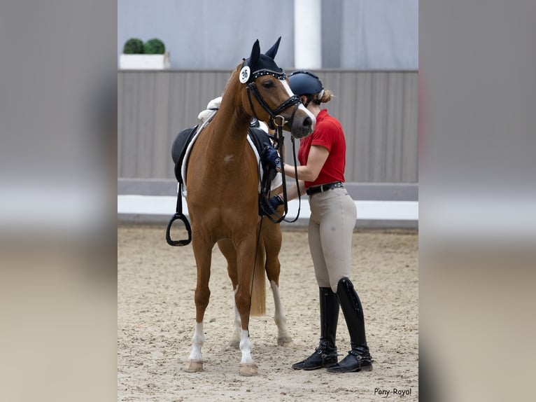 German Riding Pony Mare 4 years 14,1 hh Chestnut-Red in Steinfeld (Oldenburg)