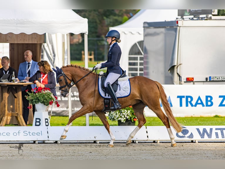 German Riding Pony Mare 4 years 14,1 hh Chestnut-Red in Steinfeld (Oldenburg)