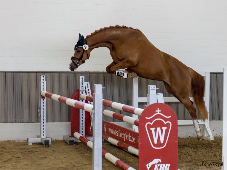 German Riding Pony Mare 4 years 14,1 hh Chestnut-Red in Steinfeld (Oldenburg)