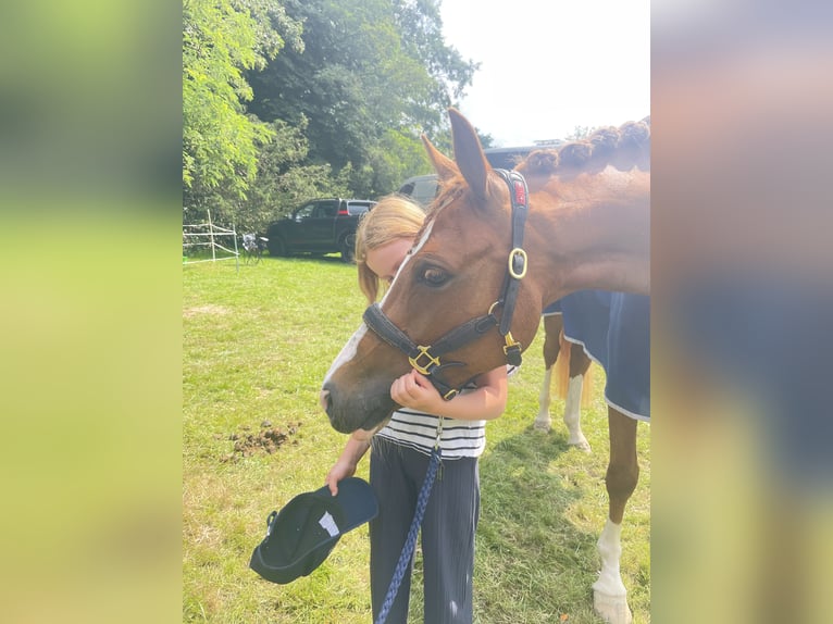 German Riding Pony Mare 4 years 14,1 hh Chestnut-Red in Steinfeld (Oldenburg)