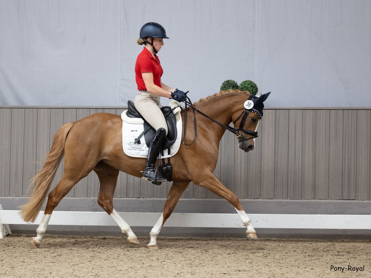 German Riding Pony Mare 4 years 14,1 hh Chestnut-Red in Steinfeld (Oldenburg)