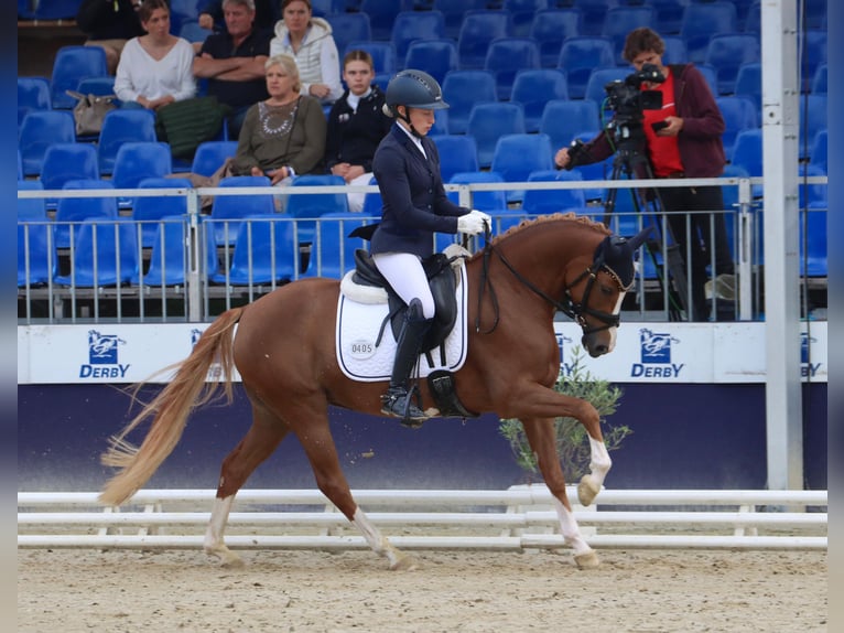 German Riding Pony Mare 4 years 14,1 hh Chestnut-Red in Steinfeld (Oldenburg)