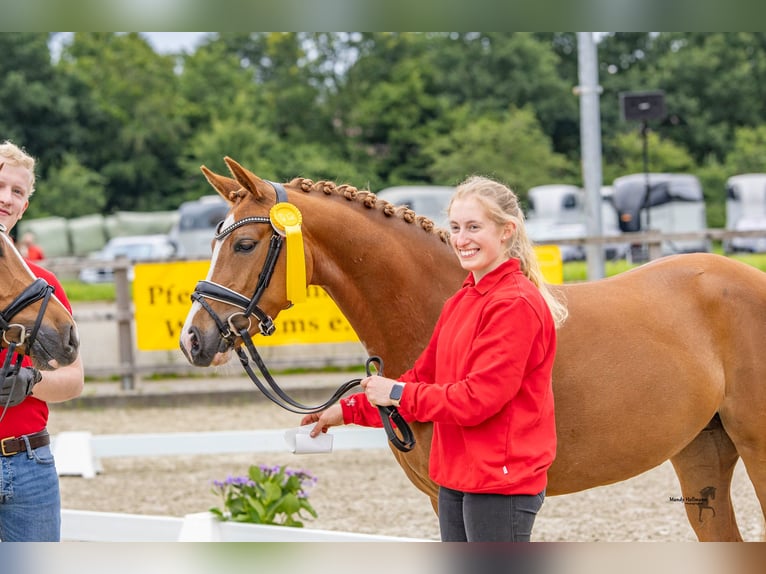 German Riding Pony Mare 4 years 14,1 hh Chestnut-Red in Steinfeld (Oldenburg)