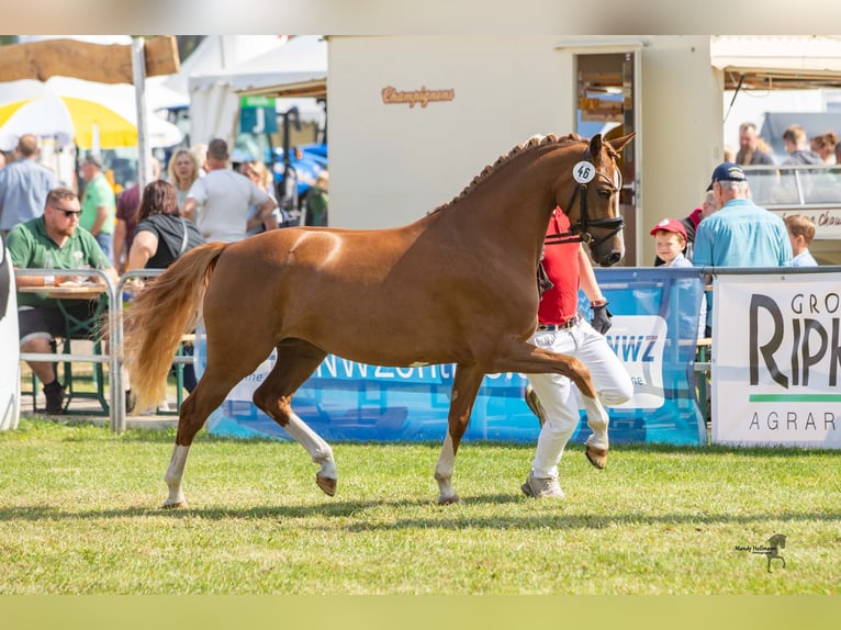 German Riding Pony Mare 4 years 14,1 hh Chestnut-Red in Steinfeld (Oldenburg)