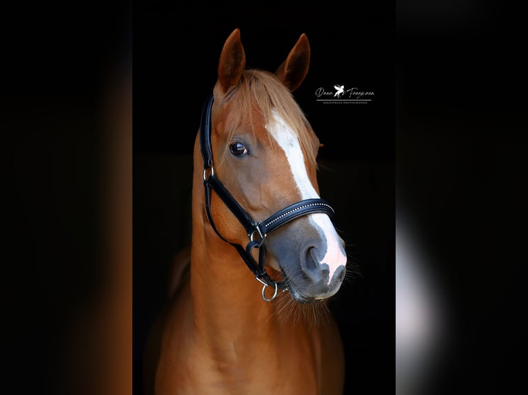 German Riding Pony Mare 4 years 14,1 hh Chestnut-Red in Neuenkirchen-Vörden