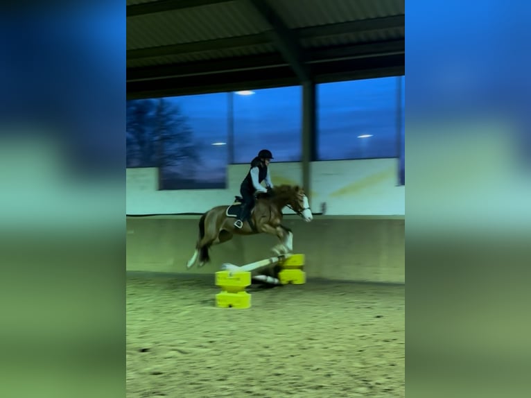 German Riding Pony Mare 4 years 14.1 hh Chestnut-Red in Harsewinkel