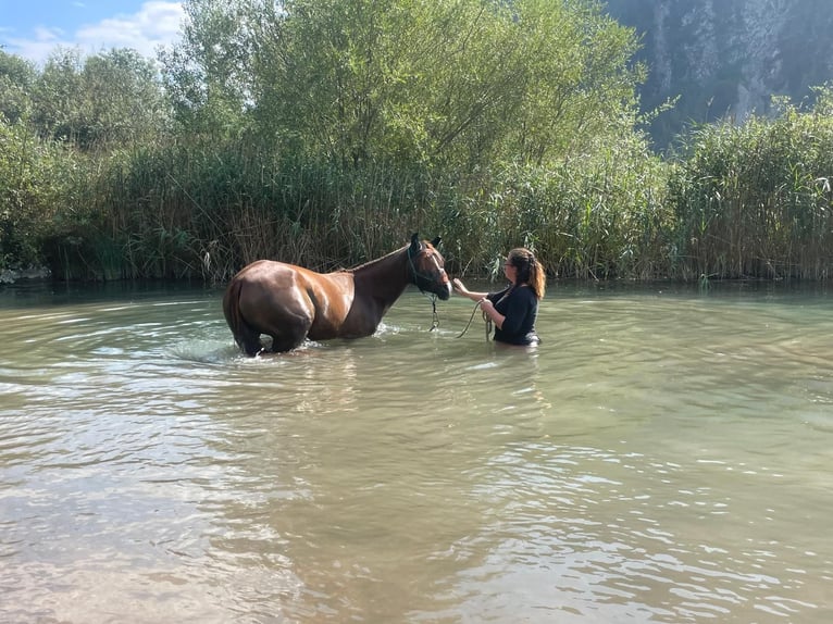 German Riding Pony Mare 4 years 14,1 hh Chestnut-Red in Maurach a. A.