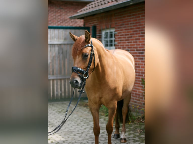 German Riding Pony Mare 4 years 14,1 hh Chestnut-Red in Hatten
