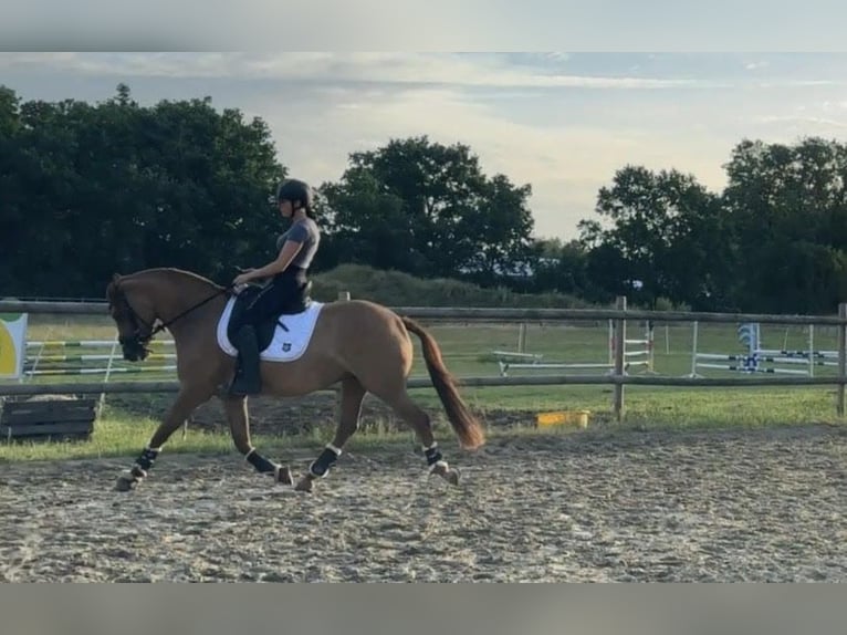 German Riding Pony Mare 4 years 14,1 hh Chestnut-Red in Hatten