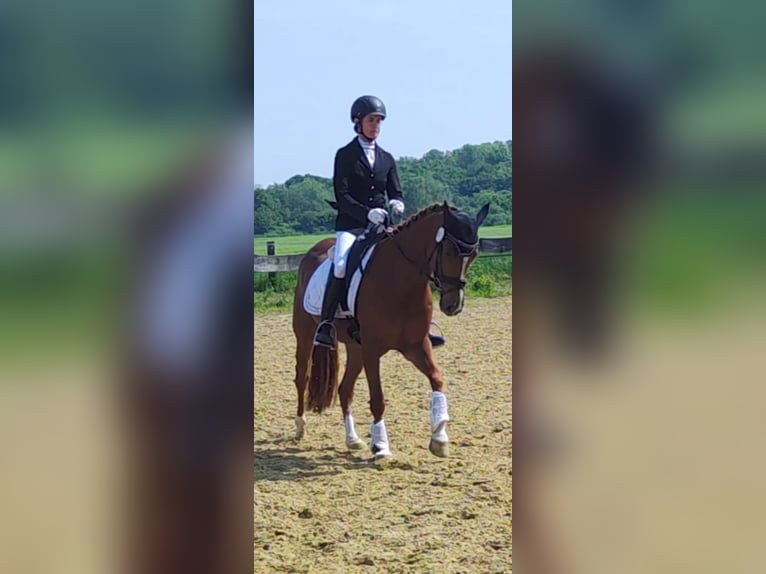 German Riding Pony Mare 4 years 14,1 hh Chestnut-Red in Krefeld