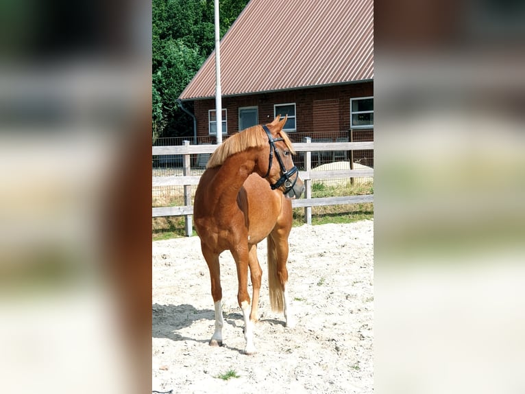 German Riding Pony Mare 4 years 14,1 hh Chestnut-Red in Wettringen