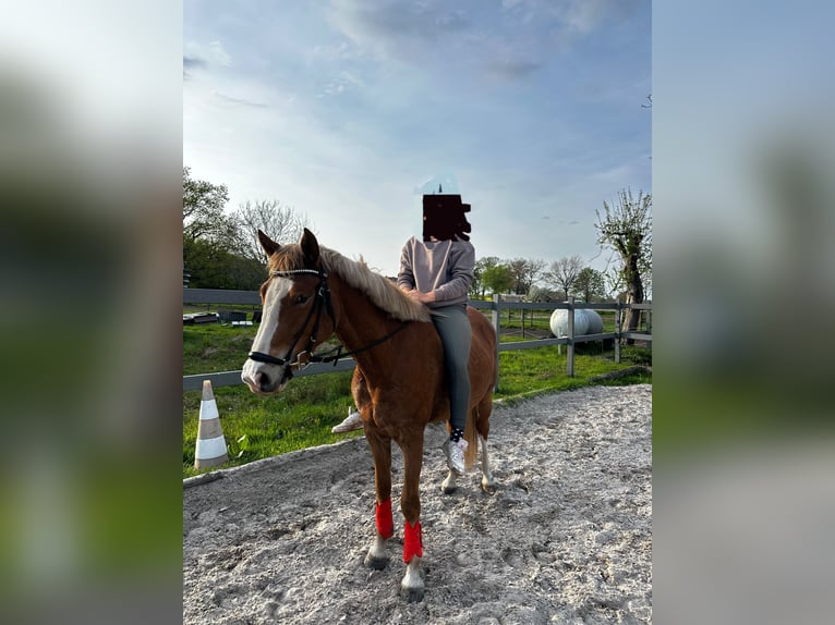 German Riding Pony Mare 4 years 14.1 hh Chestnut-Red in Heinsberg