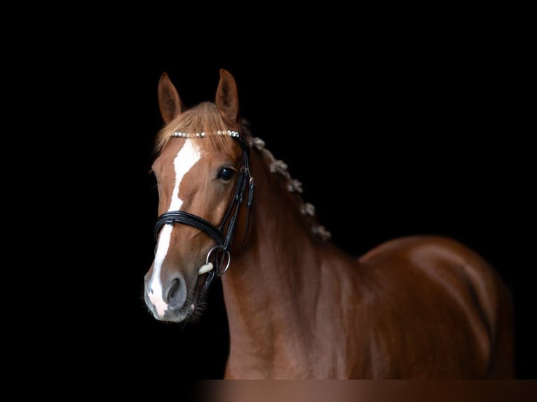 German Riding Pony Mix Mare 4 years 14.1 hh Chestnut-Red in Wiesbaden
