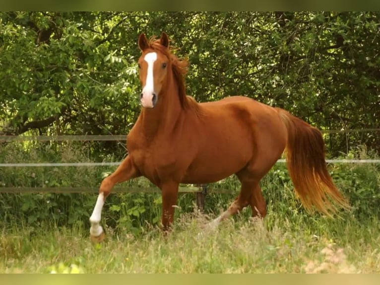 German Riding Pony Mare 4 years 14,1 hh Chestnut-Red in Achim