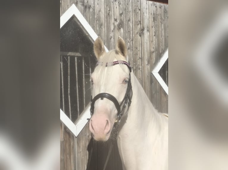 German Riding Pony Mare 4 years 14.1 hh Cremello in Drensteinfurt