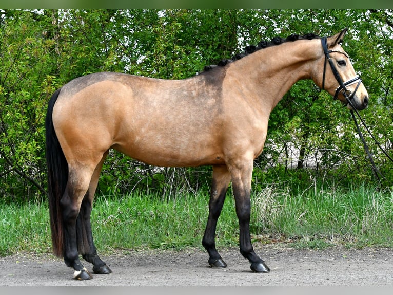German Riding Pony Mare 4 years 14.1 hh Dun in Kamern